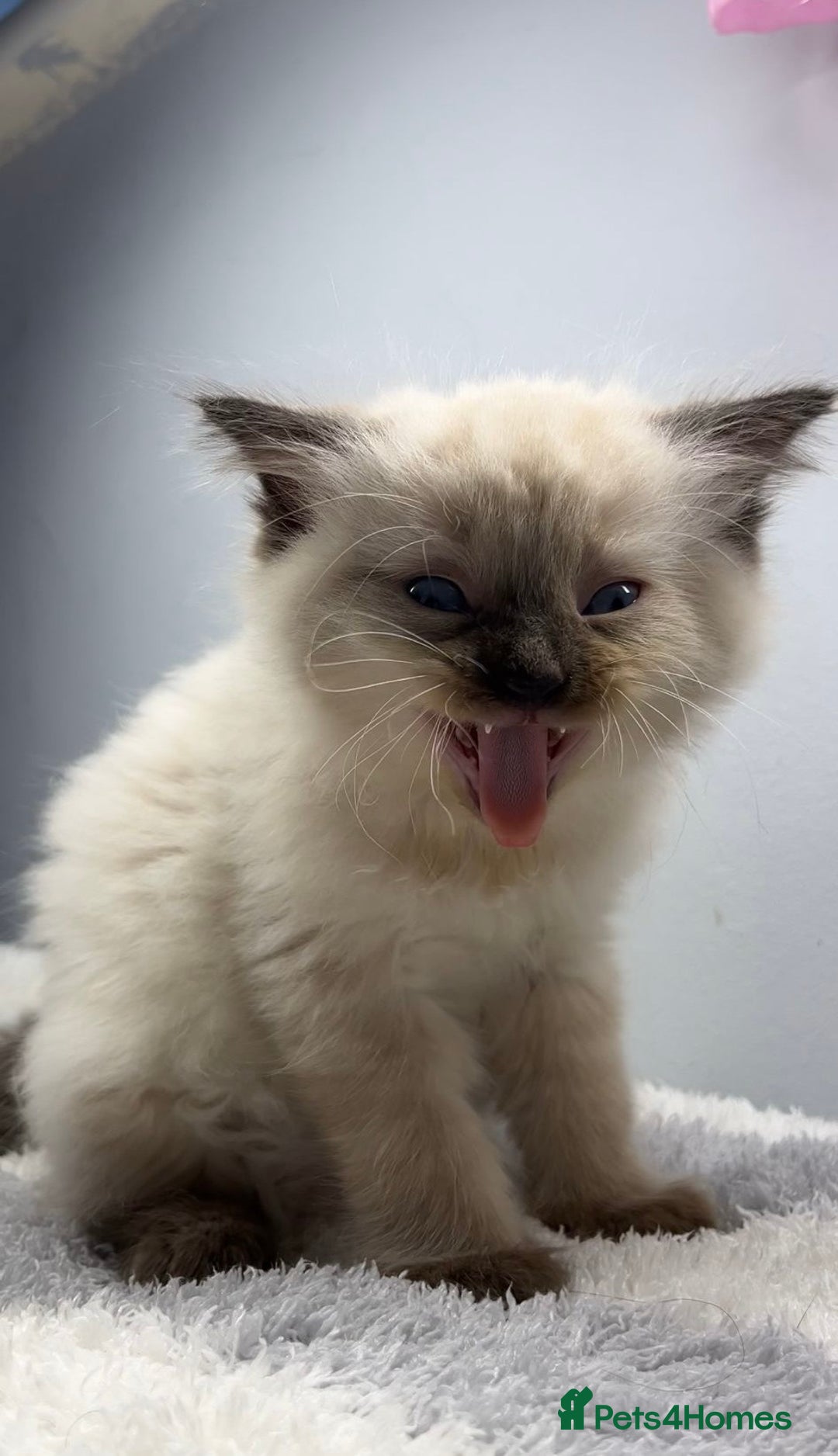 Ragdoll cats for sale: 💙Seal Point Ragdoll × Siberian Boy 💙 - Image 2