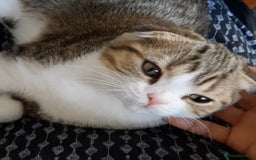Scottish Fold cats for sale: TICA Registered Scottish Fold Two Spayed Kittens  - Image 10