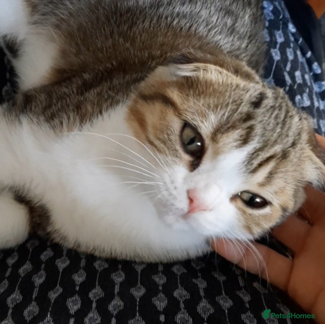 Scottish Fold cats for sale: TICA Registered Scottish Fold Two Spayed Kittens  - Image 10