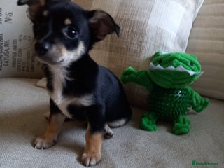 Jack Russell dogs - Advert 4