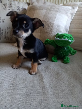 Jack Russell dogs - Advert 2