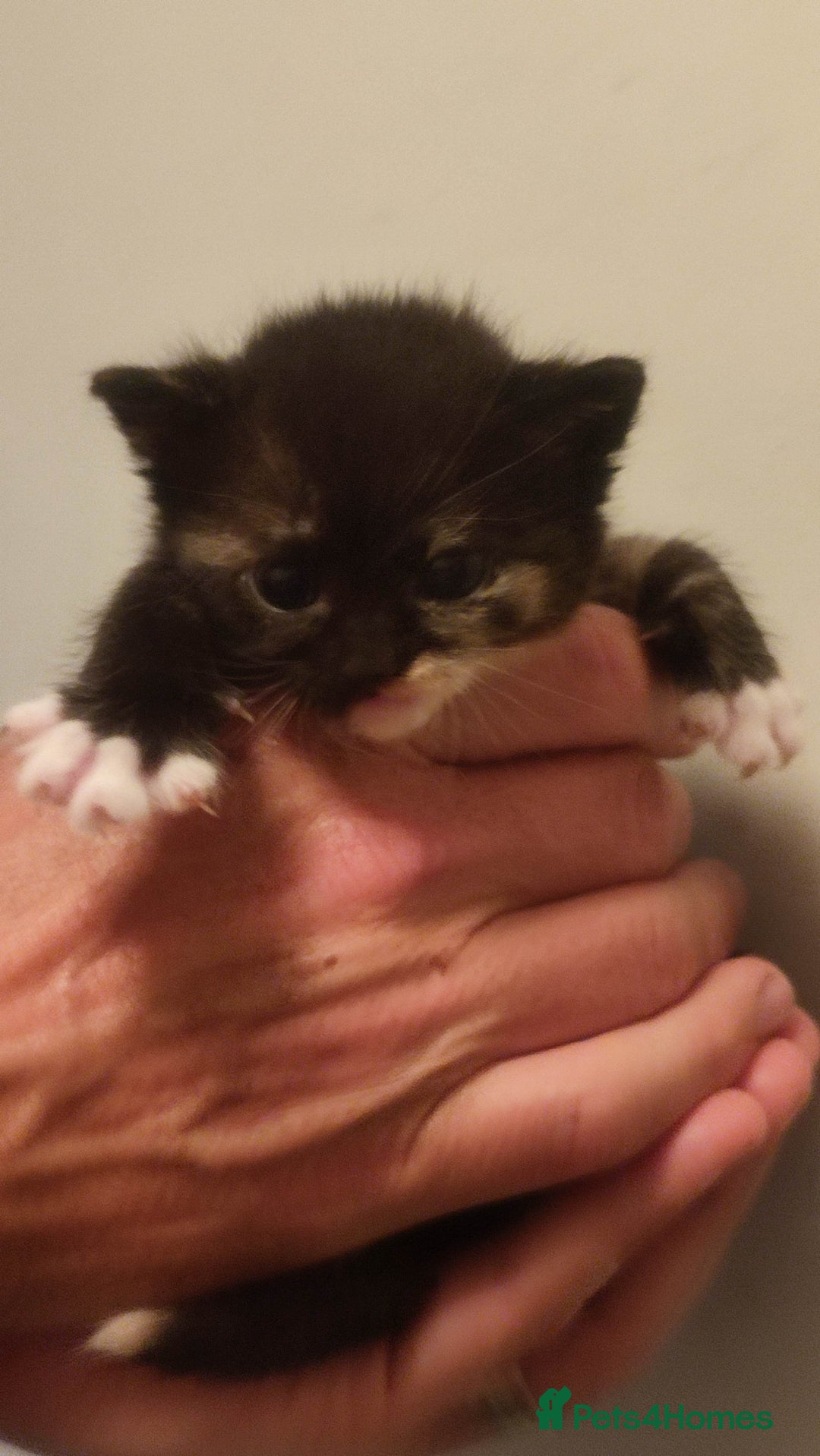 British Shorthair cats for sale: Adorable kittens  in Great Missenden - Image 16