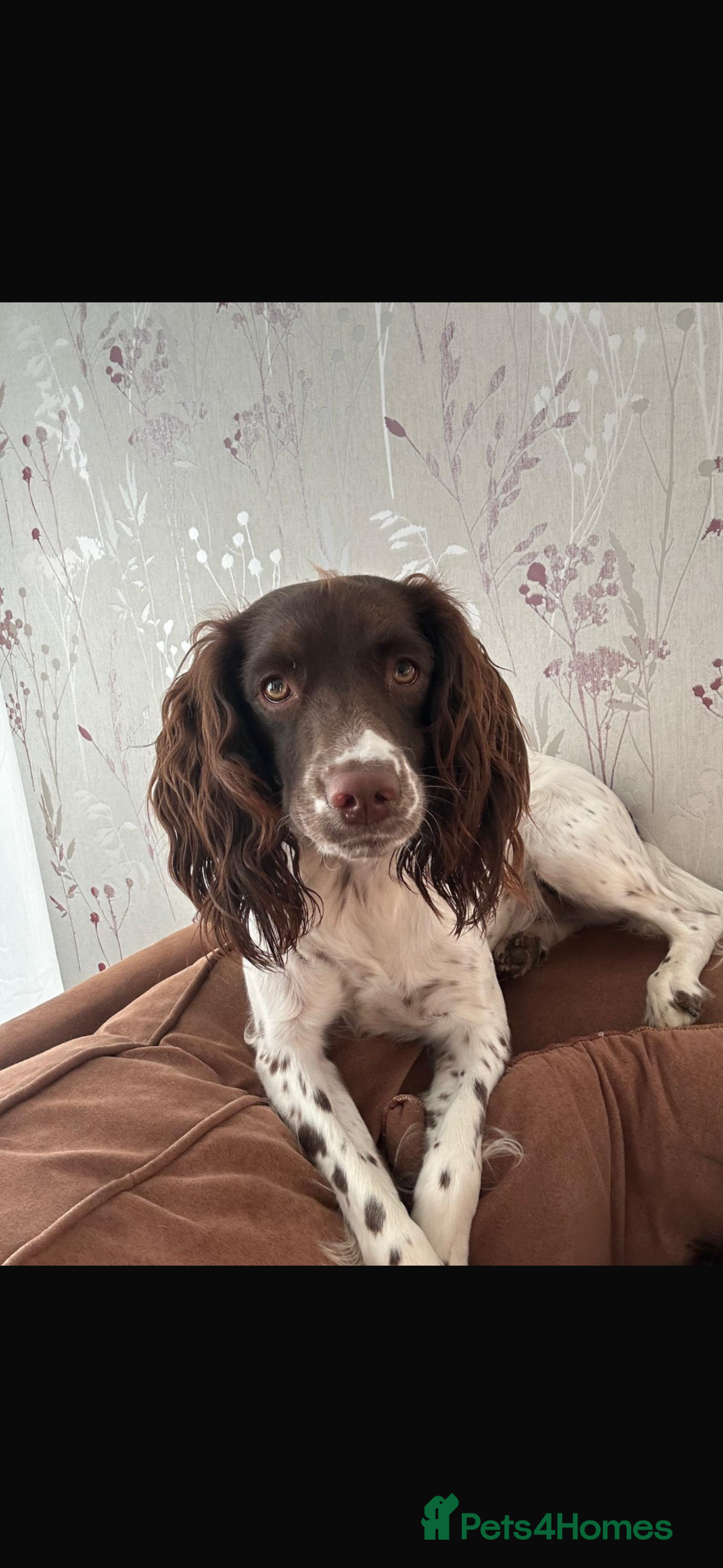 English Springer Spaniel dogs English Springer Spaniel pups for sale - Advert 1