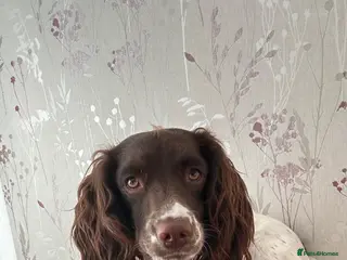 English Springer Spaniel dogs English Springer Spaniel pups for sale - Advert 2