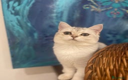 Scottish Fold cats for sale: Kittens 5  - Image 10