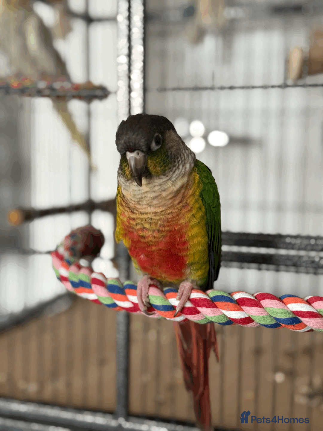 Conures birds for sale: Green Cheek Conure - Advert 5