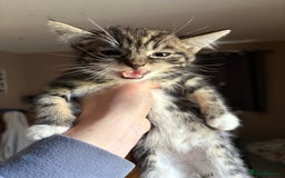 Siberian cats for sale: Beautiful Siberian/Norwegian mix kittens - Image 11