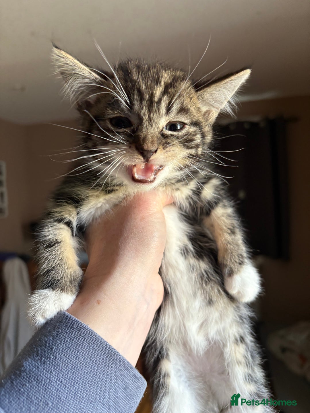 Siberian cats for sale: Beautiful Siberian/Norwegian mix kittens - Image 11