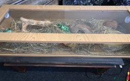 Corn Snake reptiles for sale: Corn snake young  - Image 6