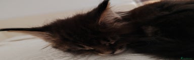 Maine Coon Kitten 1