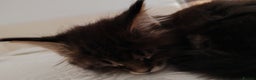 Maine Coon cats for sale: Maine coon kittens  - Advert 5