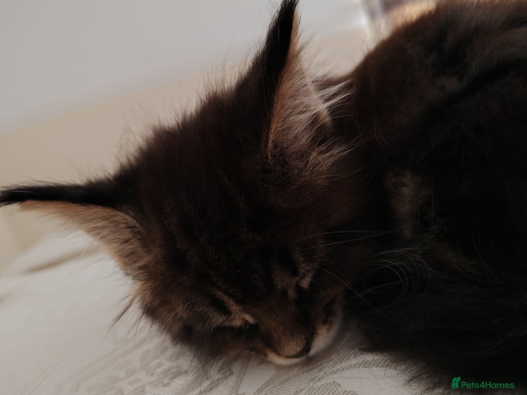 Maine Coon cats for sale: Maine coon kittens  - Advert 5