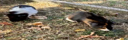 Guinea Pig rodents for sale: 3 Baby Guinea pigs for sale - Advert 3