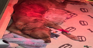 Golden Retriever dogs - Advert 7