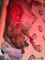 Golden Retriever dogs - Advert 1