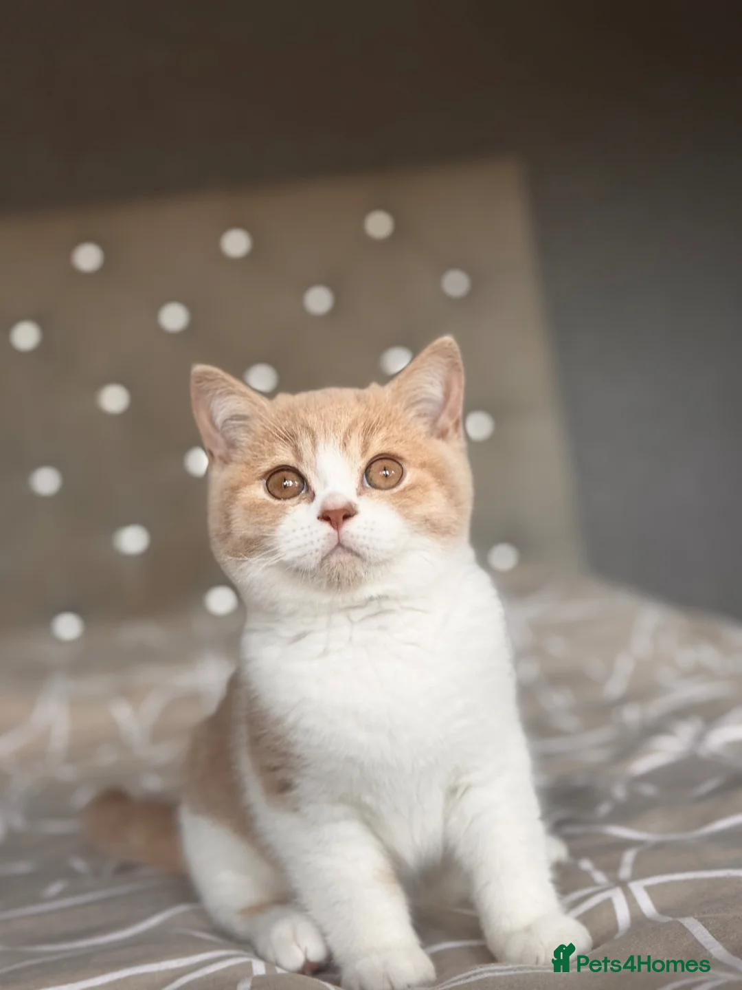 British Shorthair cats for sale: Gorgeous British shorthair,LAST KITTEN 💙💖🏆🏆 - Advert 2