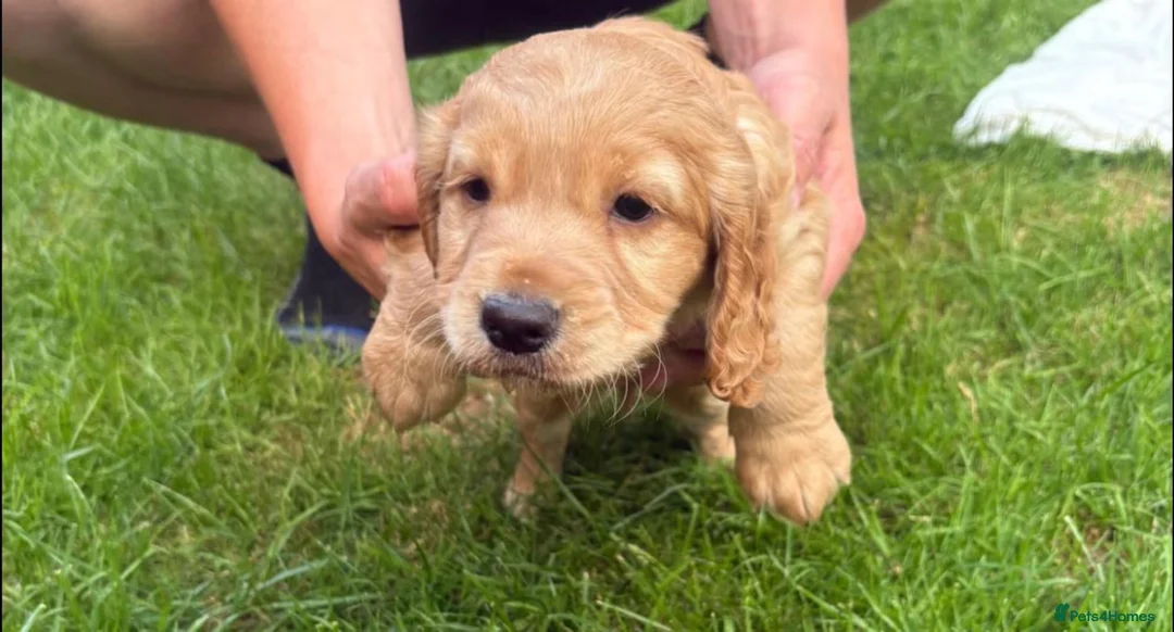 Cocker Spaniel dogs for sale: Cocker spaniel puppies - Advert 10