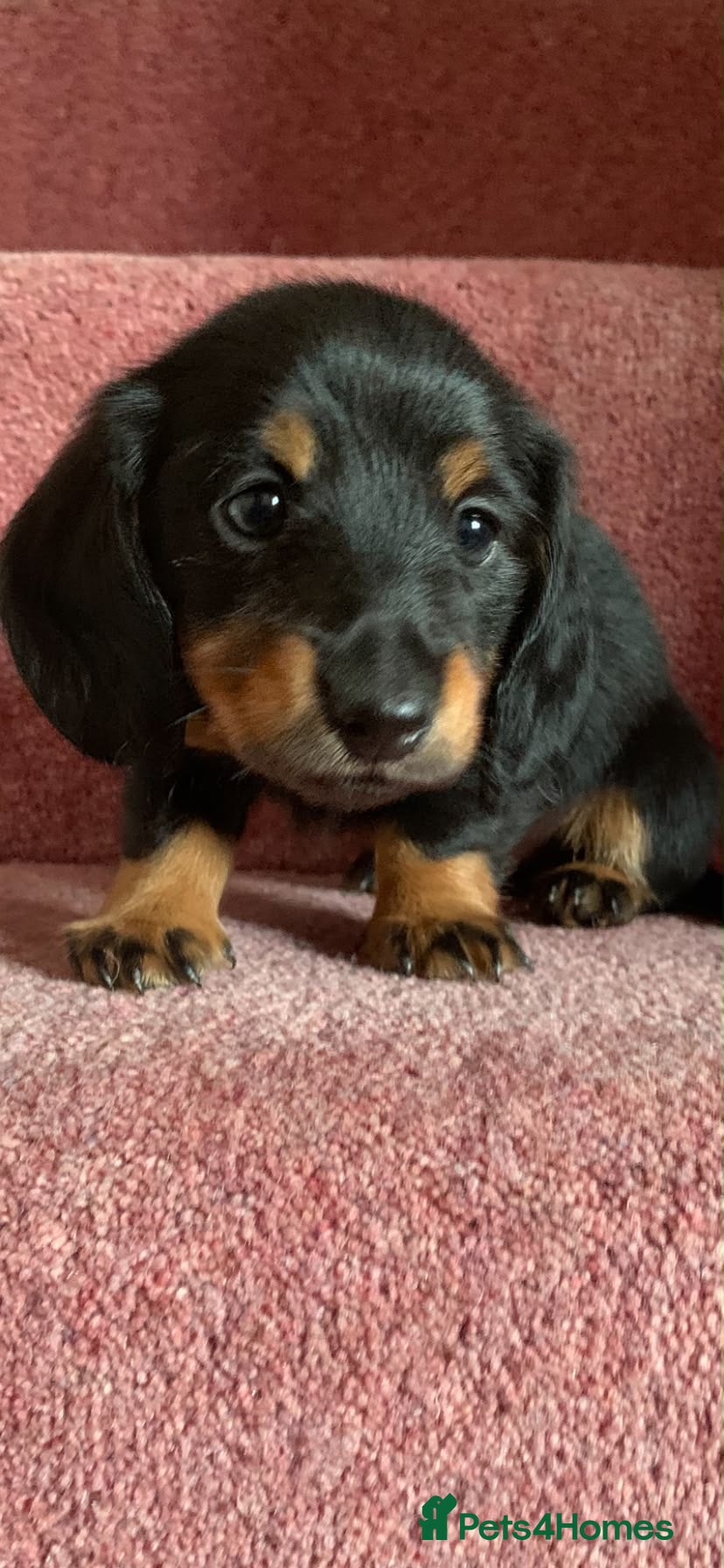 Miniature Dachshund dogs KC registered miniature long haired dachshunds  - Advert 10