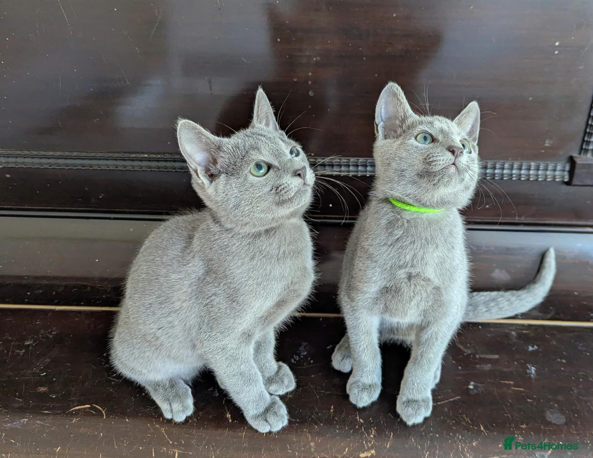 Russian Blue cats Affectionate Pedigree Kittens Ready Now - Advert 1