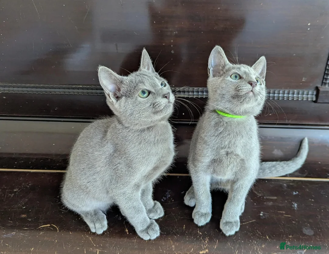 Russian Blue cats for sale: Affectionate Pedigree Kittens Ready Now - Advert 1