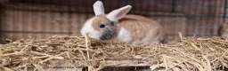 Mini Lop rabbits for sale: Gorgeous, friendly, ginger mini lop boys ready now - Advert 12