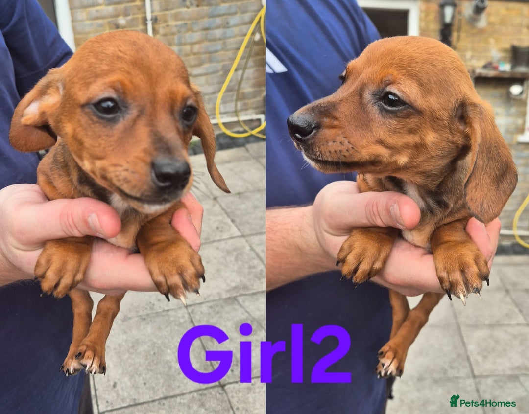 Mixed Breed dogs for sale: Beautiful Dorkie Puppies for sale - Image 11