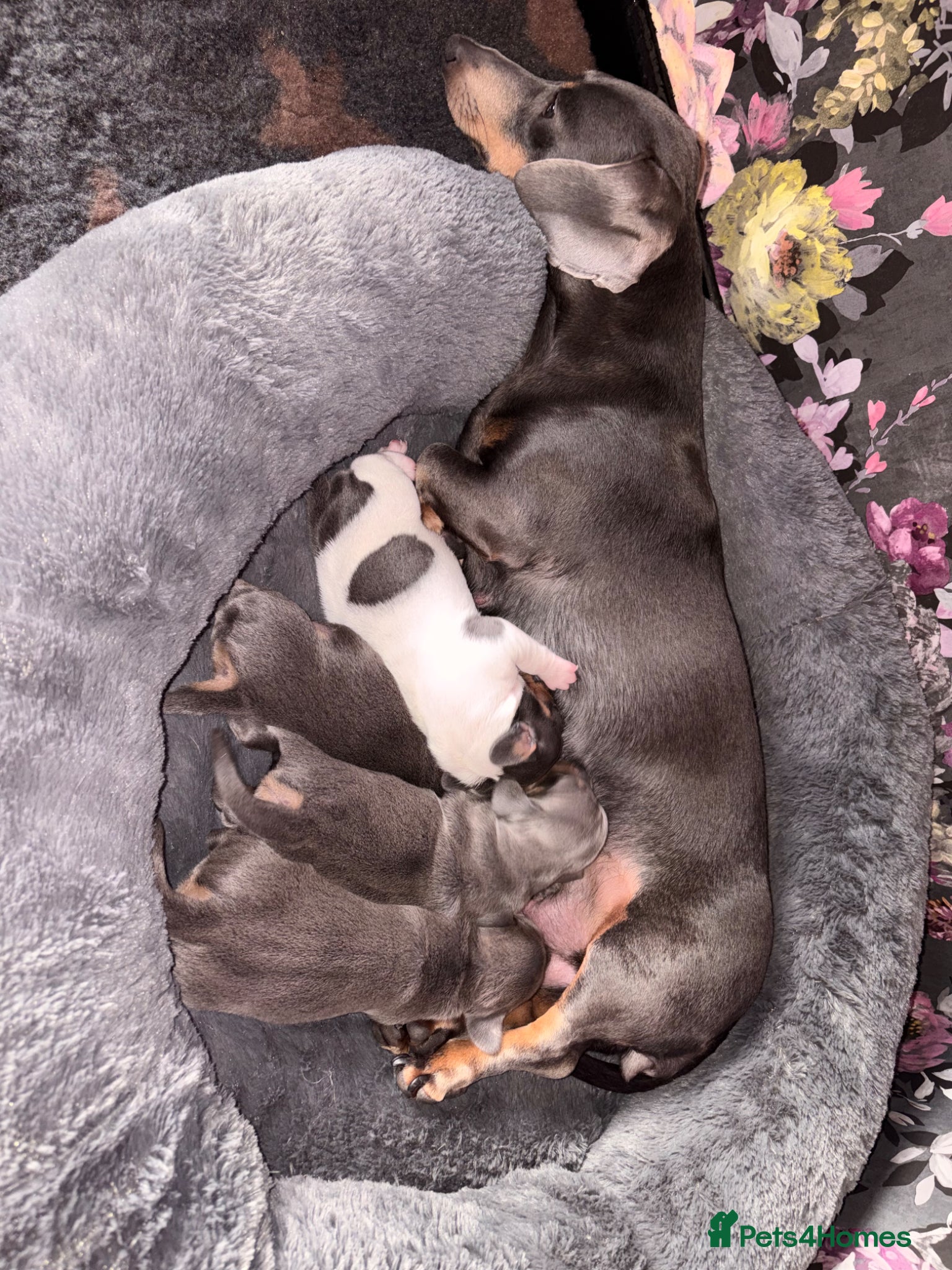 Miniature Dachshund dogs Miniature dachshund  - Advert 1