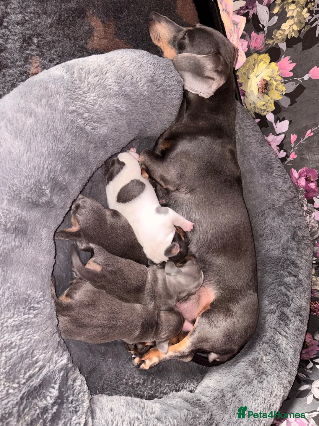 Miniature Dachshund dogs for sale: Miniature dachshund  - Advert 1