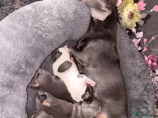 Miniature Dachshund dogs Miniature dachshund - Advert 17