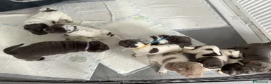 REHOMED