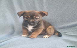 Jack Russell dogs for sale: Ready now 2 male Jack Russell's  - Image 1