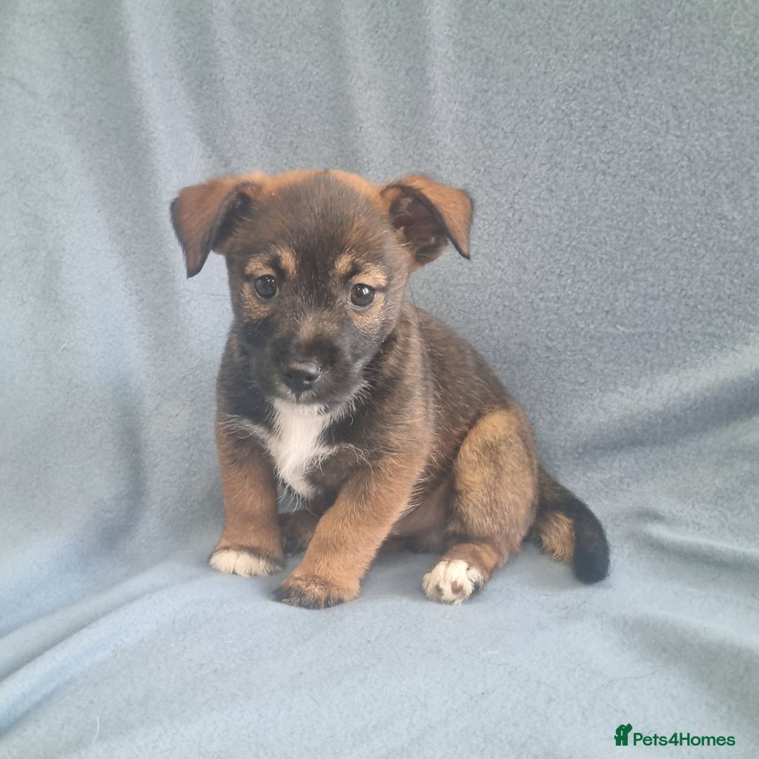 Jack Russell dogs for sale: Ready now 2 male Jack Russell's  - Image 1