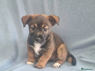 Jack Russell dogs - Advert 3