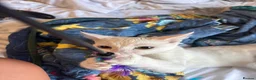 Khao Manee cats for sale: Rehome for my girl, not sale. - Advert 5
