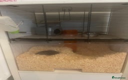 Gerbil rodents for sale: Two female gerbils - Image 4