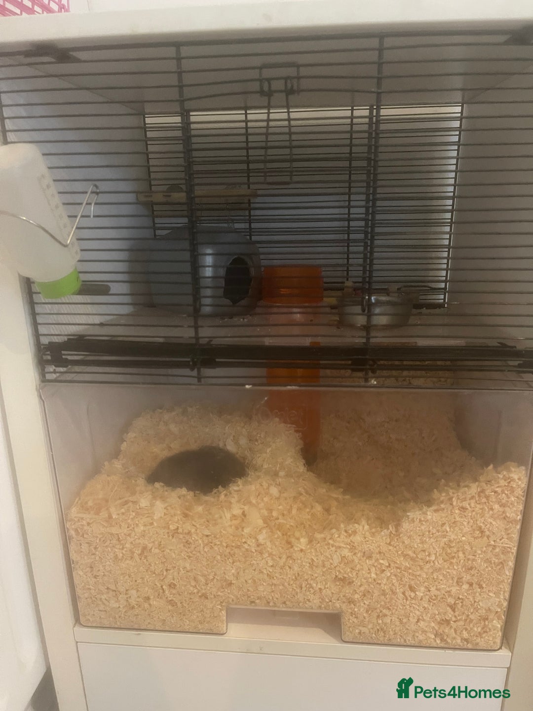 Gerbil rodents for sale: Two female gerbils - Image 4