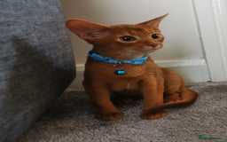 Abyssinian cats for sale: Ready now! Beautiful Abyssinians kittens❤️😍🤗 - Image 11