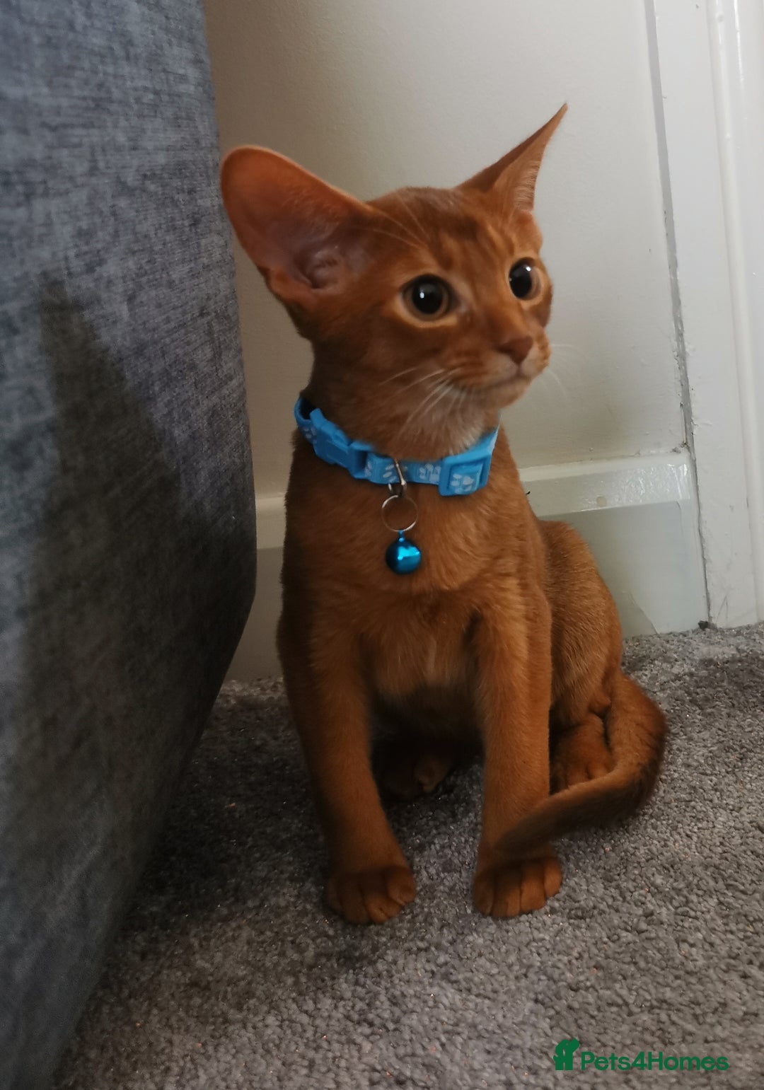 Abyssinian cats for sale: Ready now! Beautiful Abyssinians kittens❤️😍🤗 - Image 11