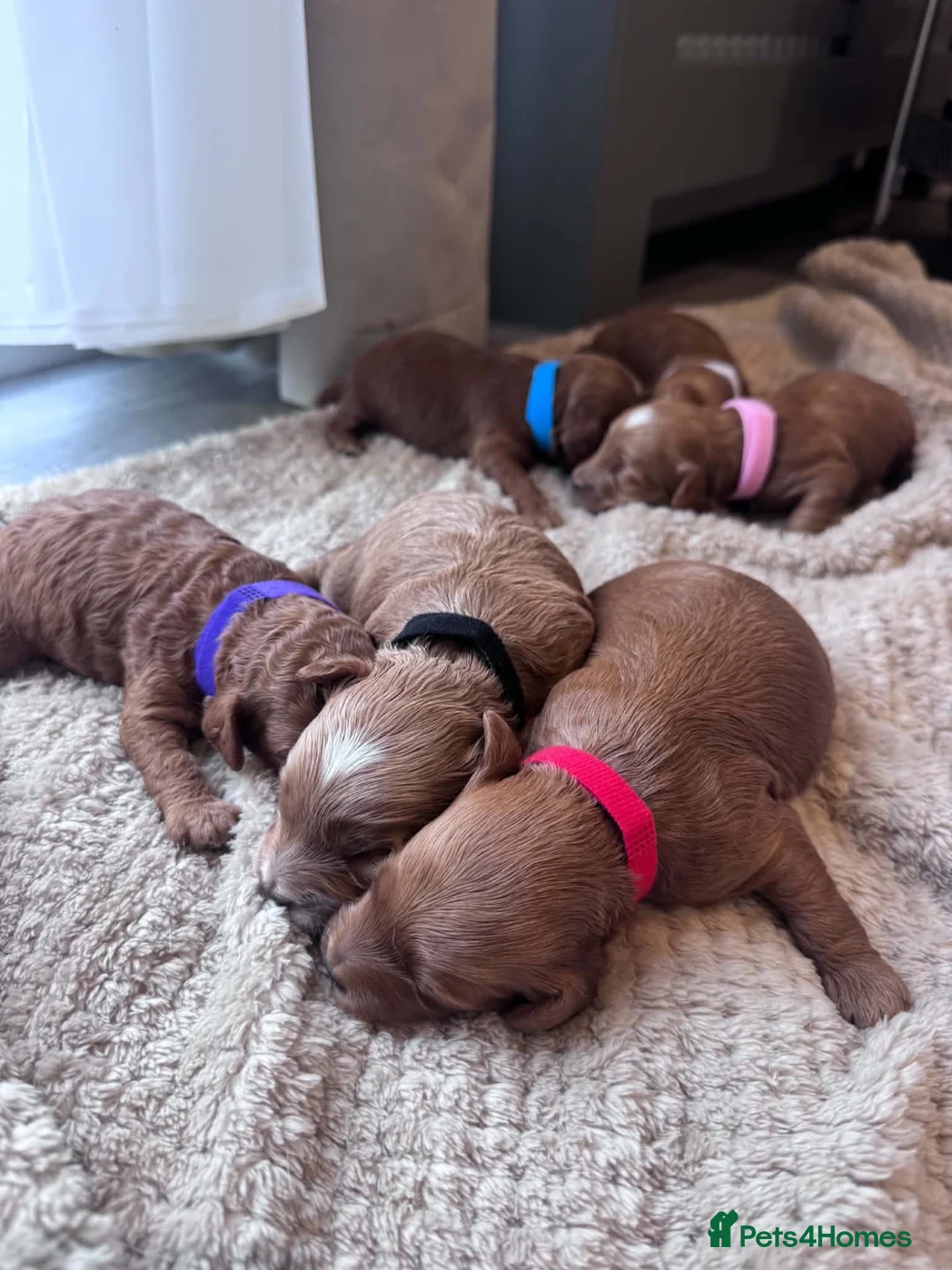 Cockapoo dogs for sale:  Cockapoo puppies  - Advert 8