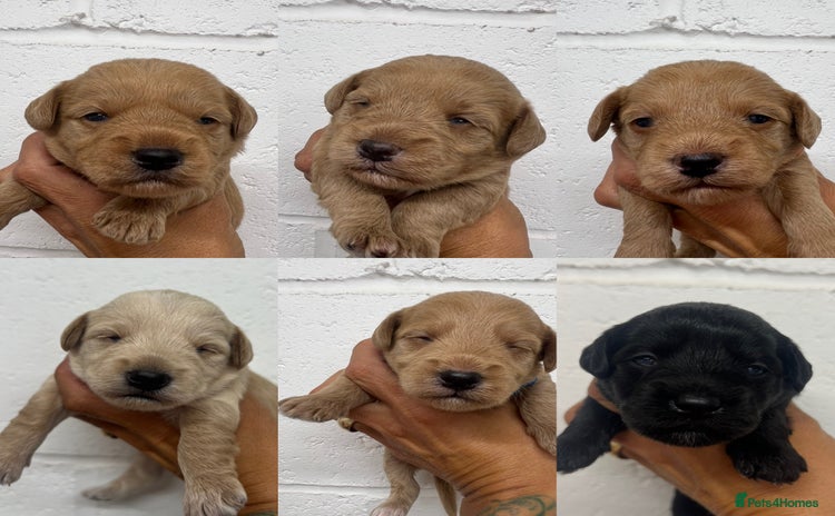 Mixed Breed dogs - Advert 3