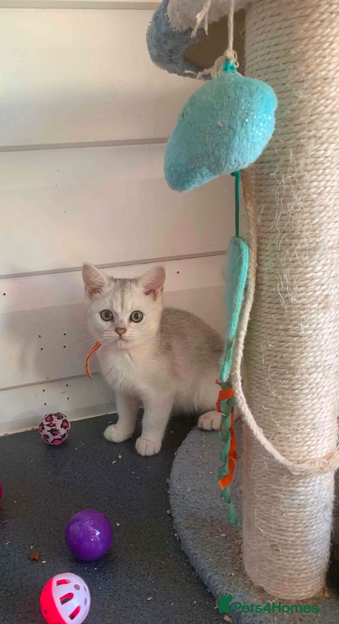 British Shorthair cats BSH Stunning rare Shaded 11 Weeks Old  - Advert 1