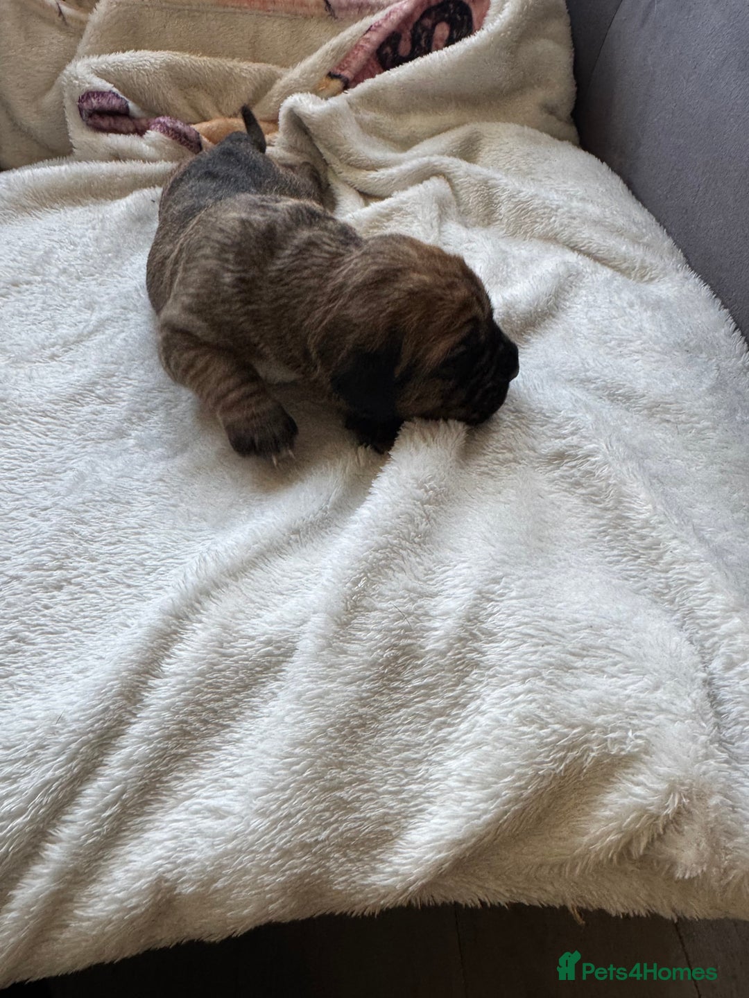 Cane Corso dogs for sale: 6 beautiful cane Corso puppies  - Advert 6