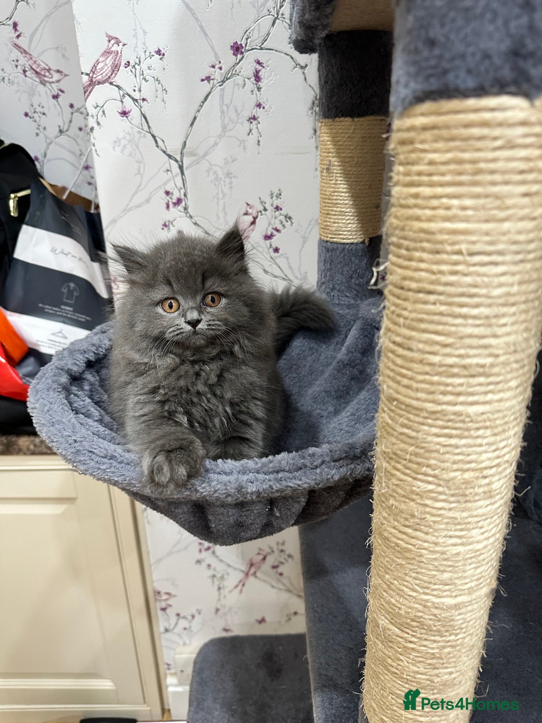 British Shorthair cats for sale: 4 Gorgeous British Blue Kittens  - Image 9