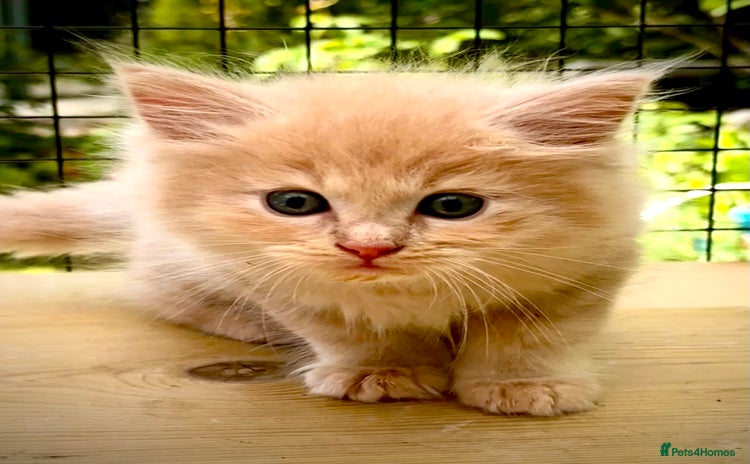 Ragcoon cats - Advert 1