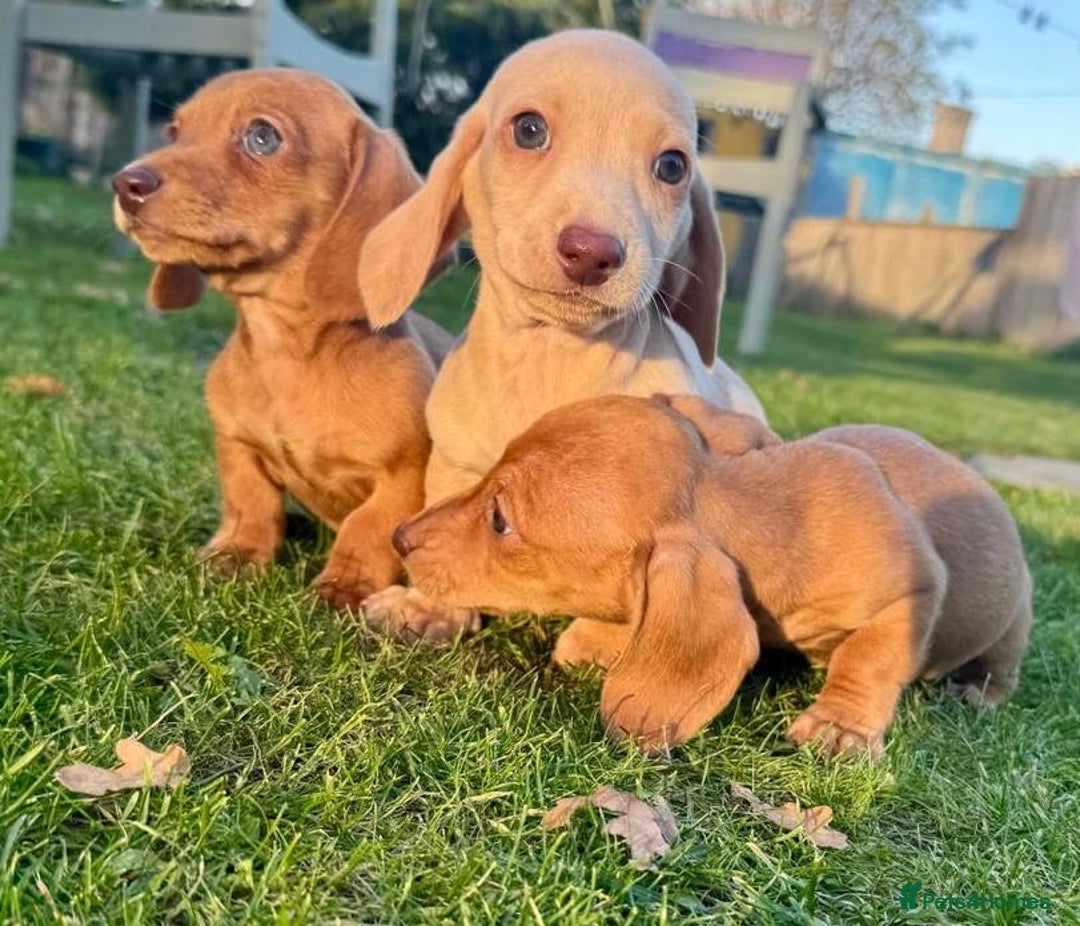 Miniature Dachshund dogs for sale: Stunning miniature dash’s  - Image 4