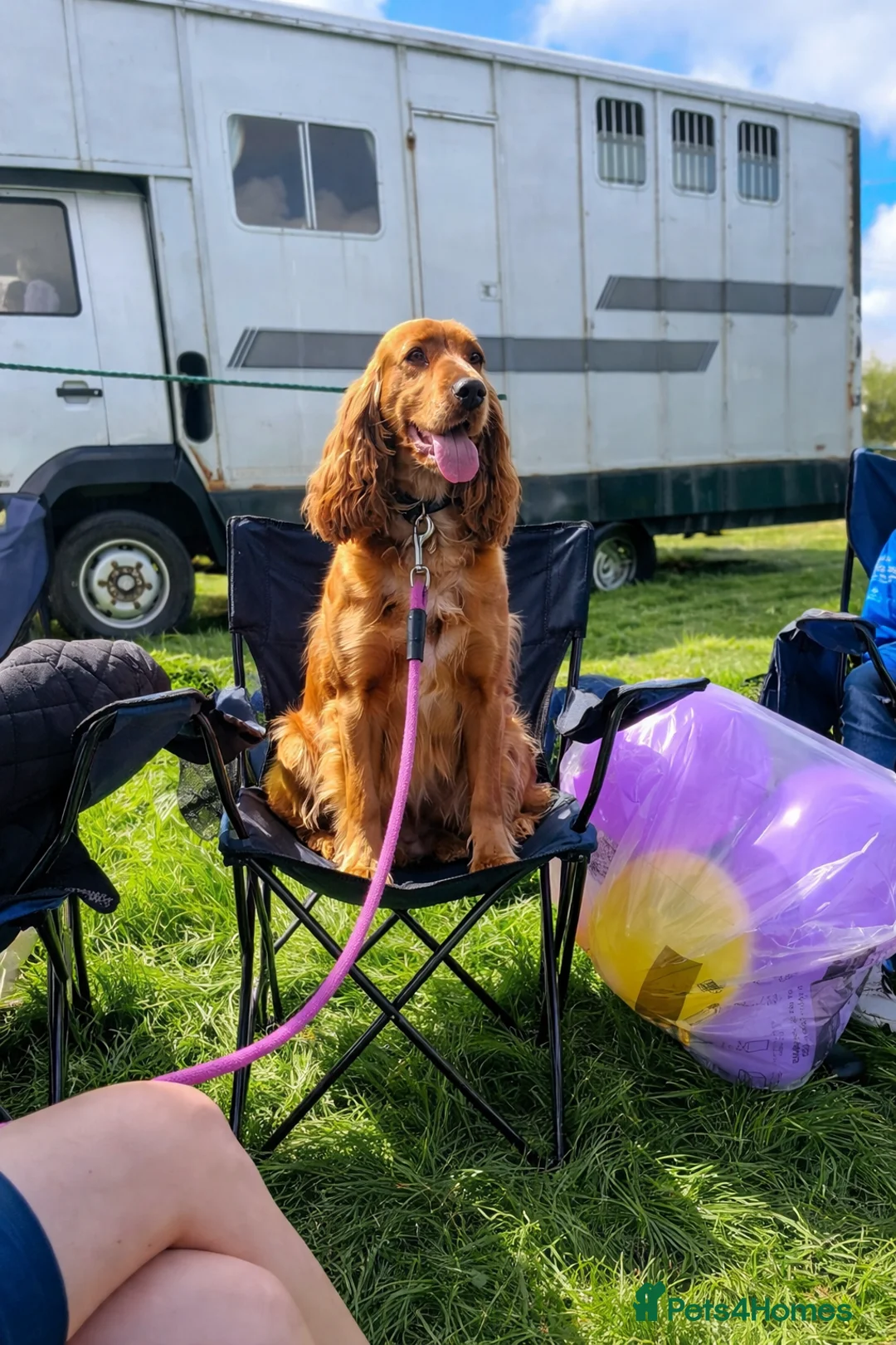 Cocker Spaniel dogs for sale: Beautiful Golden Cocker Spaniel Puppies for Sale - Advert 11