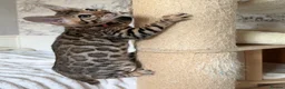 Bengal cats for sale: 🐆 Adorable pedigree Bengal kittens 🐆 - Advert 4
