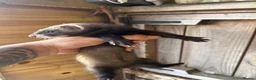 Ferret rodents for sale: Micro eu ferrets at 4 girls left 6 boys  - Advert 13