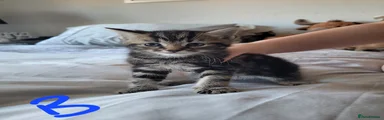 🐾 Kitten 1 – “Milo”