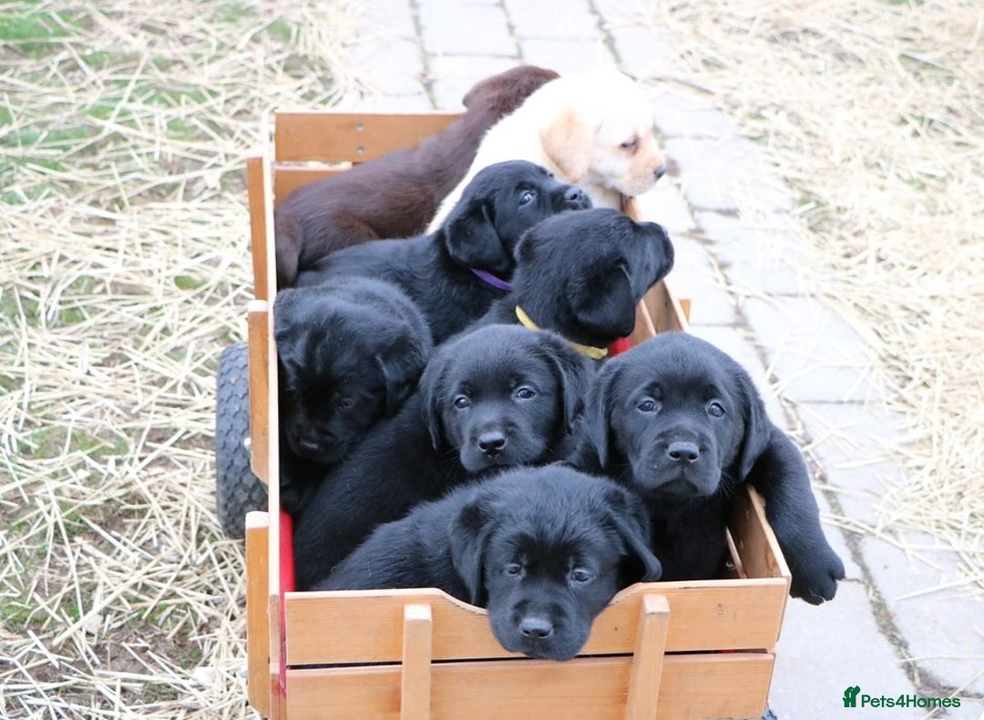 Labrador Retriever dogs for sale: Chunky Working Lab Puppies  - Image 11